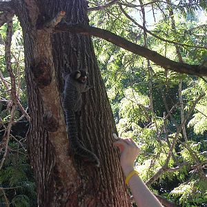 Common marmoset being fed