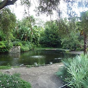 American Alligator Exhibit