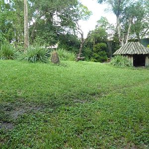 Myombe Reserve - Chimpanzee Exhibit