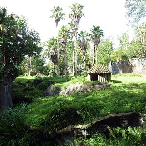 Myombe Reserve - Chimpanzee Exhibit
