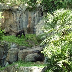Myombe Reserve - Gorilla Exhibit