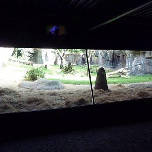 Myombe Reserve - Gorilla Exhibit
