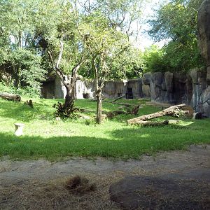 Myombe Reserve - Gorilla Exhibit