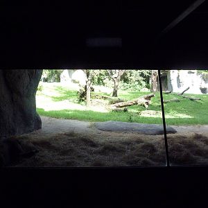 Myombe Reserve - Gorilla Exhibit