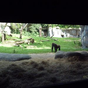 Myombe Reserve - Gorilla Exhibit