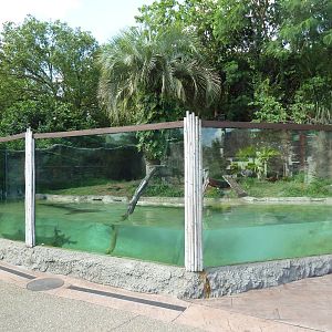 Small-Clawed Otter Exhibit