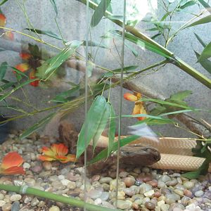 Rainforest Reptiles- Monacled Cobra Exhibit