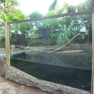 American Alligator/Alligator Snapping Turtle Exhibit
