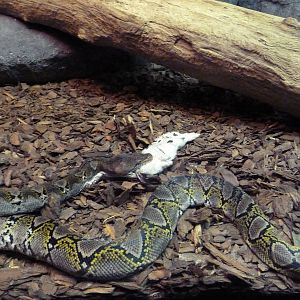 Curiosity Caverns - Reticulated Python
