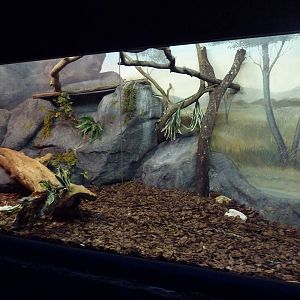 Curiosity Caverns - Reticulated Python Exhibit