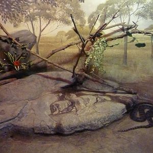 Curiosity Caverns - Anaconda Exhibit