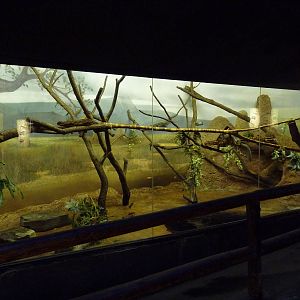 Curiosity Caverns - Mongoose Lemur Exhibit