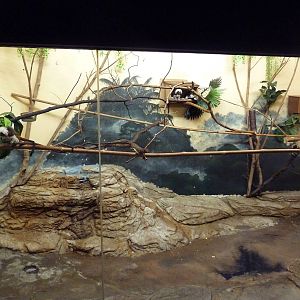 Curiosity Caverns - Cotton-Top Tamarin Exhibit