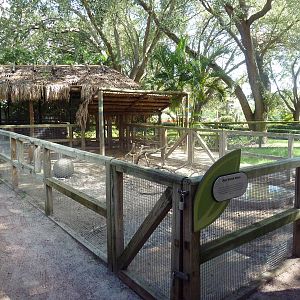 Jambo Junction - Red River Hog Exhibit