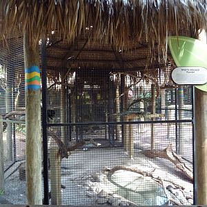Jambo Junction - White-Necked Raven Exhibit