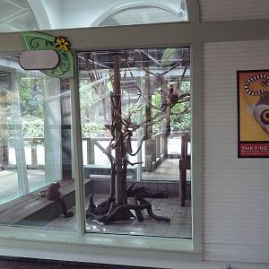 Jambo Junction - Red Ruffed Lemur Exhibit