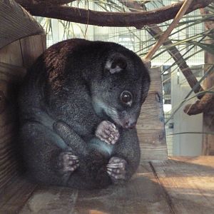 Jambo Junction - Ground Cuscus