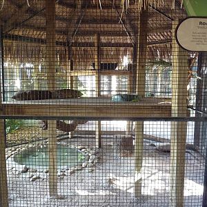 Jambo Junction - Rock Hyrax Exhibit