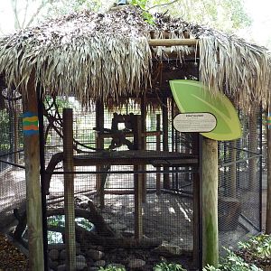 Jambo Junction - Coati Exhibit