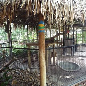 Jambo Junction - Serval Exhibit