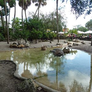 Aldabra Tortoise Exhibit