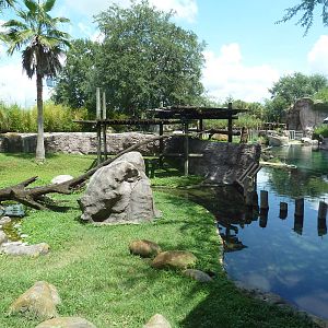 Edge of Africa - Red-Fronted Lemur/Ring-Tailed Lemur Exhibit