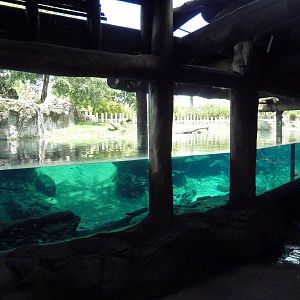 Edge of Africa - Nile Hippo Exhibit