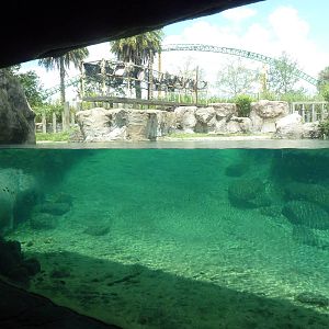 Edge of Africa - Nile Hippo Exhibit (with rollercoaster in the background!)