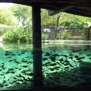 Edge of Africa - Nile Hippo Exhibit