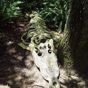Edge of Africa - Nile Crocodile Skeleton