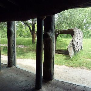 Edge of Africa - Lion/Spotted Hyena Rotational Exhibit