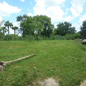 Edge of Africa - Lion/Spotted Hyena Rotational Exhibit