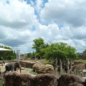 Asian Elephant Exhibit