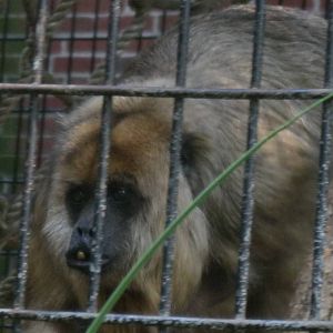South American Rainforest- Female Black Howler Monkey