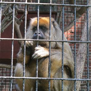 South American Rainforest- Female Black Howler Monkey
