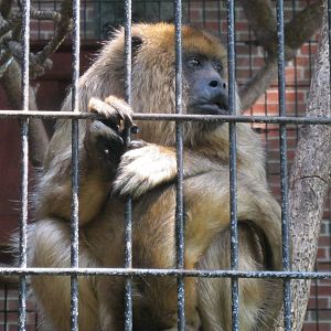 South American Rainforest- Zuele