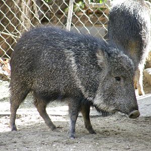 peccary