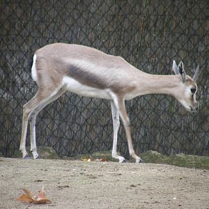 spekes gazelle