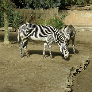 grevys zebra