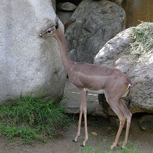 gerenuk