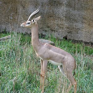 gerenuk
