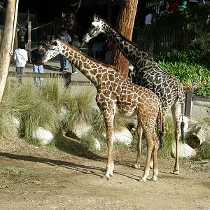 masai giraffe