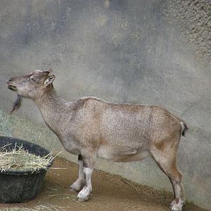 markhor