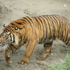 sumatran tiger