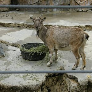 markhor