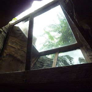 Jungala - Tiger Exhibit