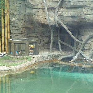 Jungala - Tiger Exhibit