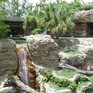 Jungala - Tiger Exhibit