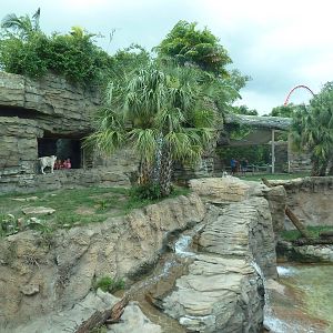 Jungala - Tiger Exhibit
