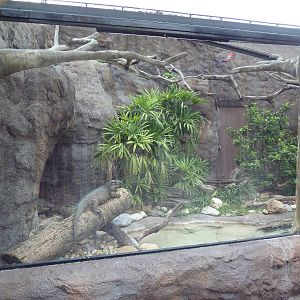 Rhinoceros Iguana Exhibit